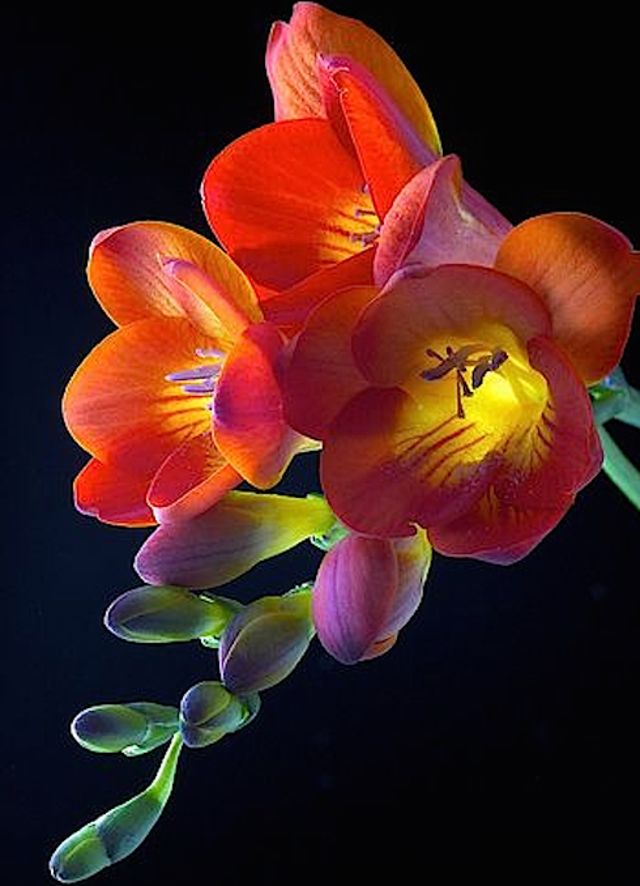 Exotic Flowers For Your Valentine And Their Meaning Playbuzz