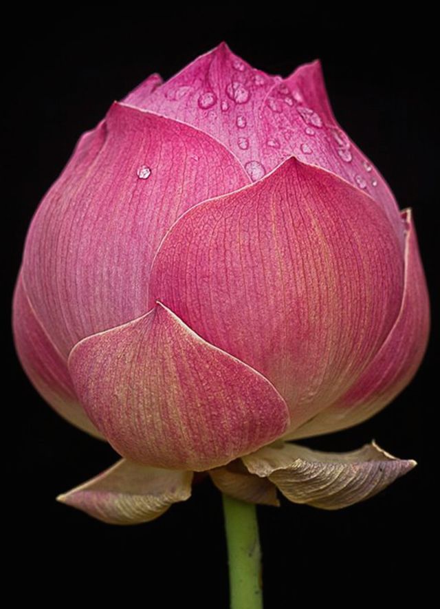 Exotic Flowers For Your Valentine And Their Meaning Playbuzz