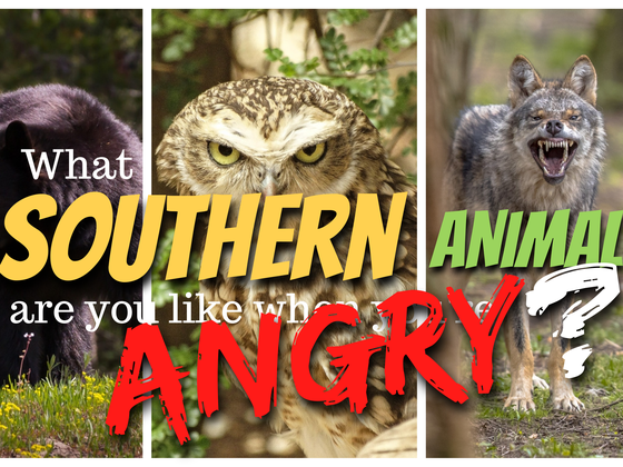 What Southern Animal Are You Like When You're Angry?
