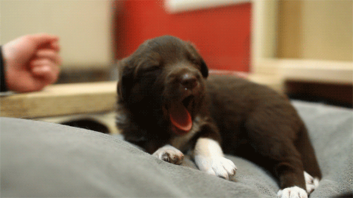 33 puppies who prove that the reign of cats over