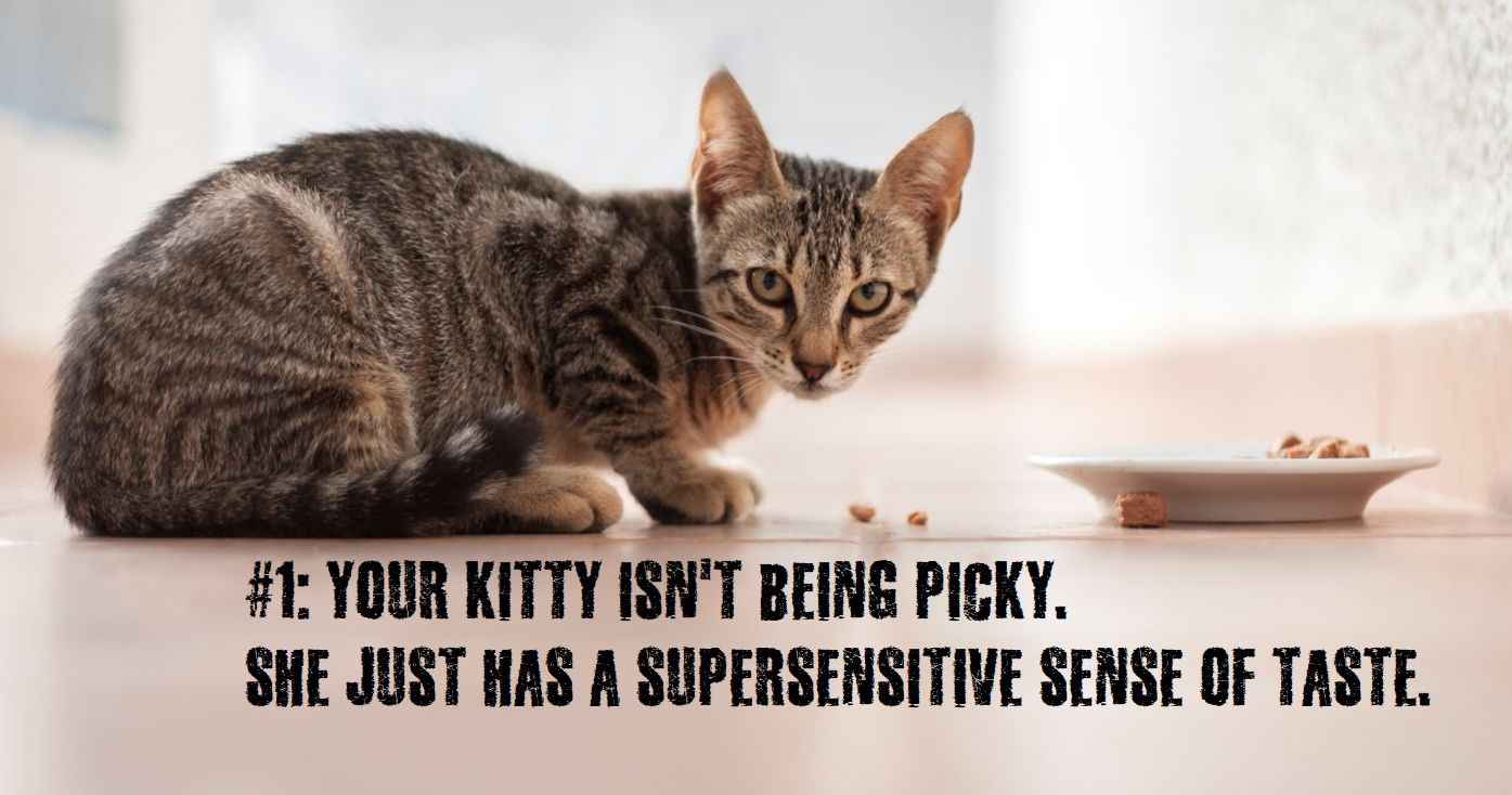 Why Is Your Cat A Picky Eater? Playbuzz