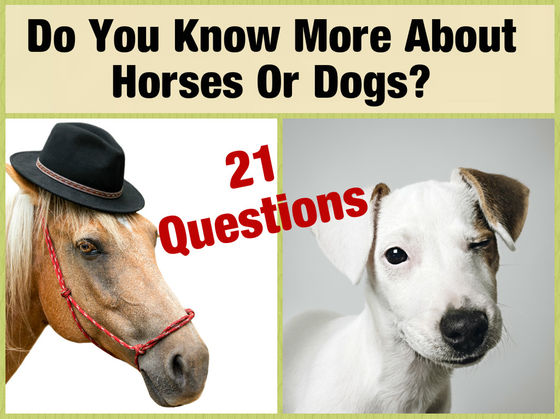 Do You Know More About Horses Or Dogs?