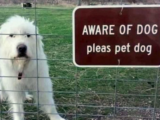 beware of dog sign cute