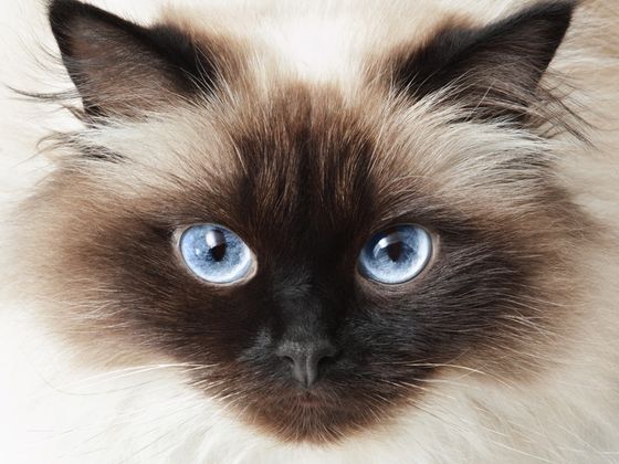 Which Rare Cat Breed Is Your Kitty Spirit Animal?