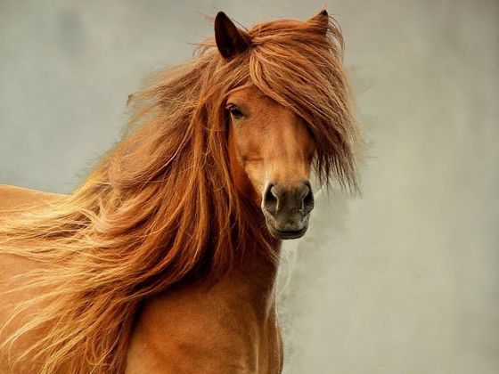 Can You Pass This Basic Test About Horses?