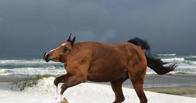 Animales sin cuello | Playbuzz