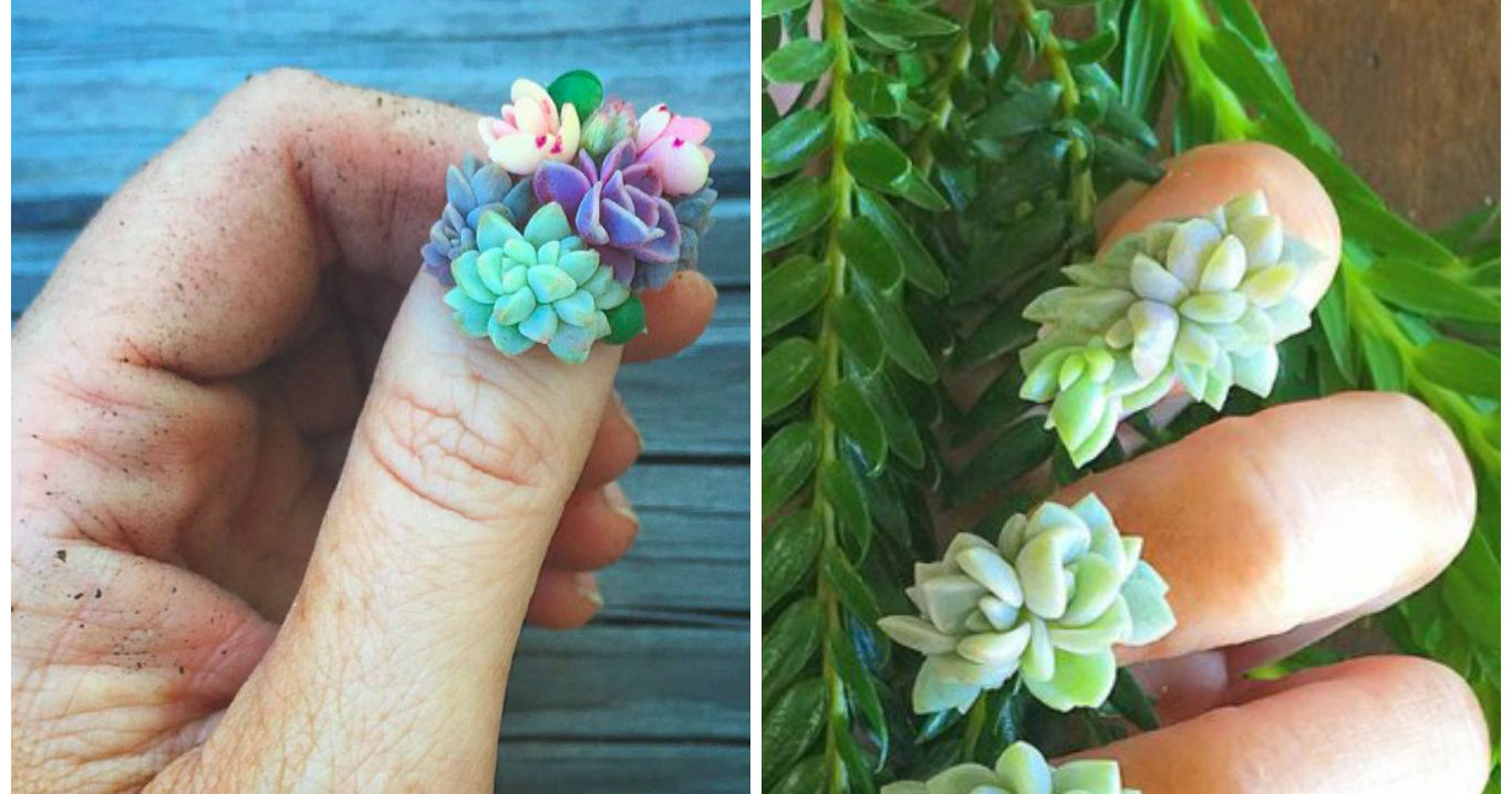 Succulent Nail Art Is Making It Possible To Have Real, Living Plants
