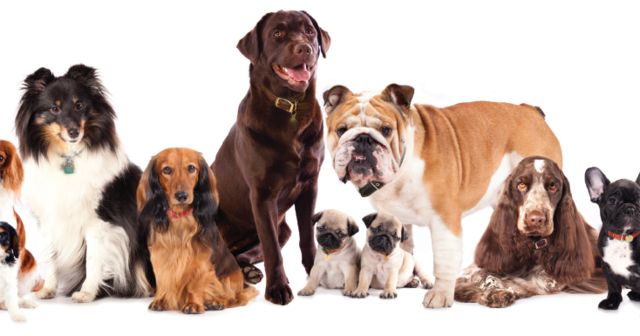 Playbuzz What Dog Breed Are You Playbuzz What Dog Breed Are You