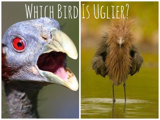 We Can Tell You How Honest You Are Based On The Animals You Think Are Ugliest!