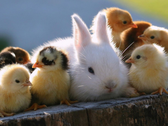 if u were an animal what would you be