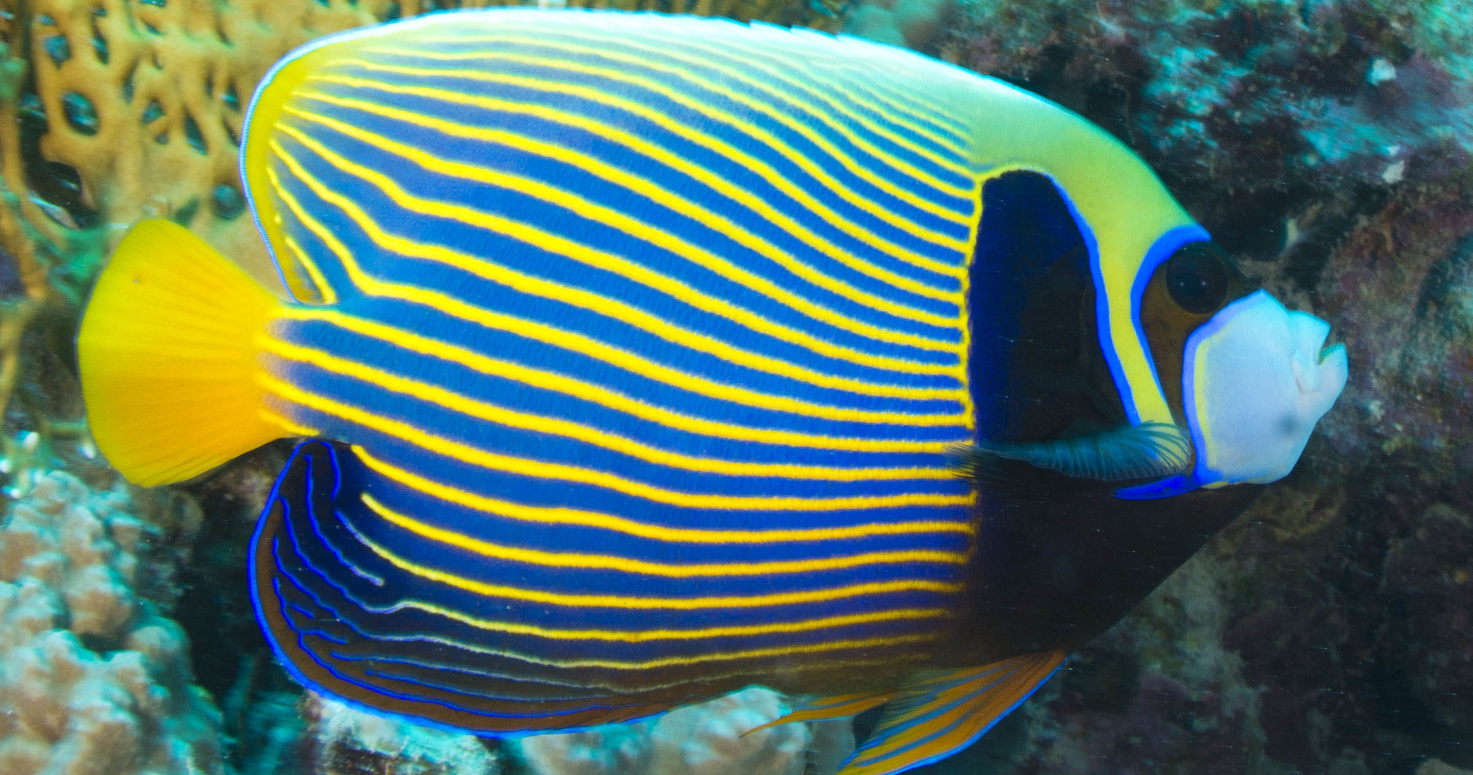 Can You Identify These Maldivian Sea Creatures? Playbuzz