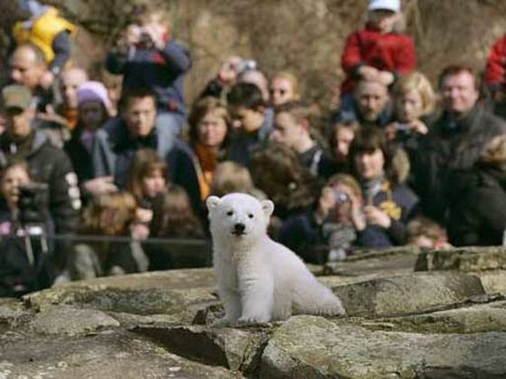 What Zoo Visitor Are You?