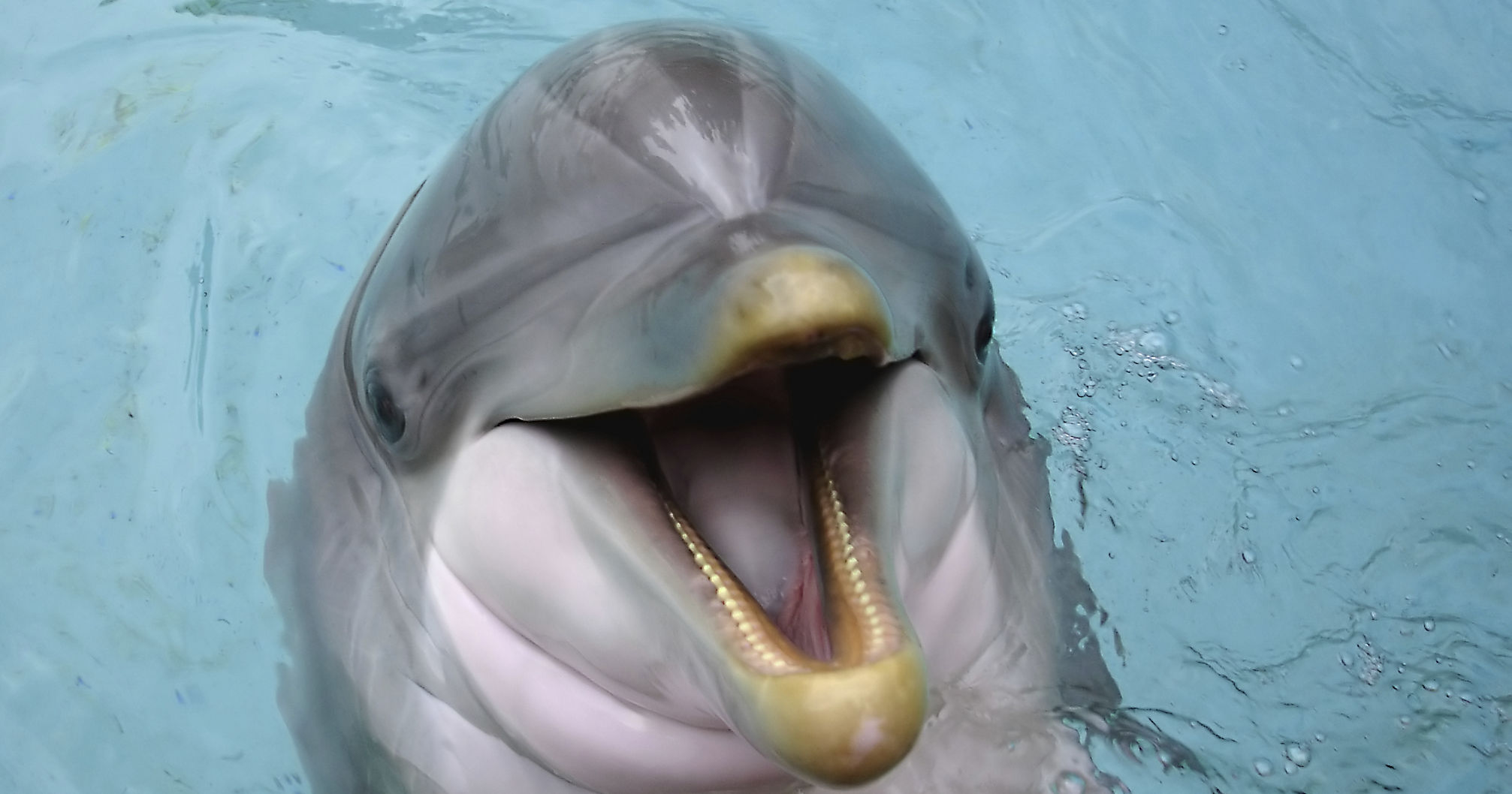 Which Sea Mammal Are You? Playbuzz