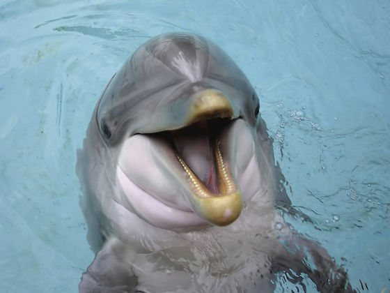 Which Sea Mammal Are You?