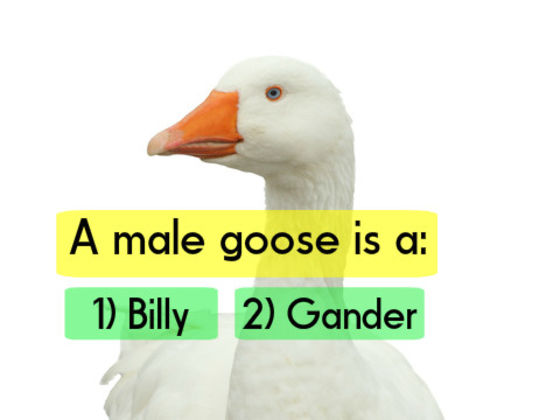 Only Americans With A PhD Passed This Animal Vocabulary Test. Can You?