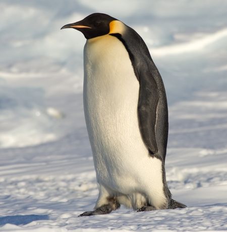 Can You Match The Animal To Its Scientific Name? | Playbuzz