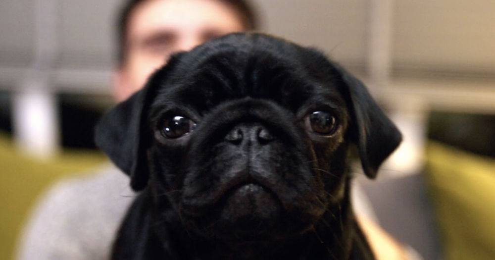 Can Guess The YouTuber From Their Dog? Playbuzz