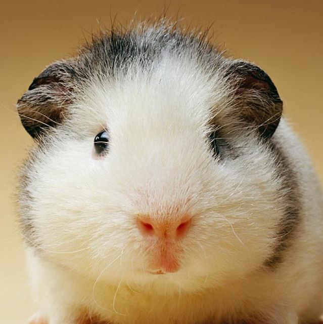 What Type of Guinea Pig Are You? | PlayBuzz
