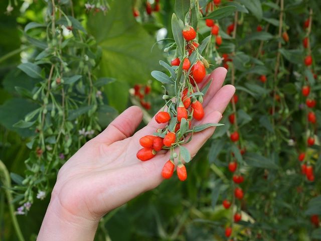 Как прошить искусственную кожу при помощи Как нарисовать цветок на ногтях - пошаговые техники