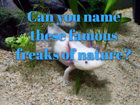 Can You Name These Famous Freaks Of Nature?