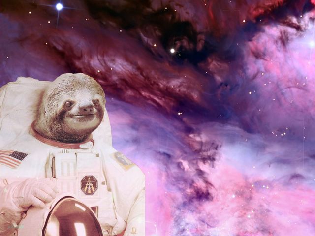 Sloth Trivia | Playbuzz