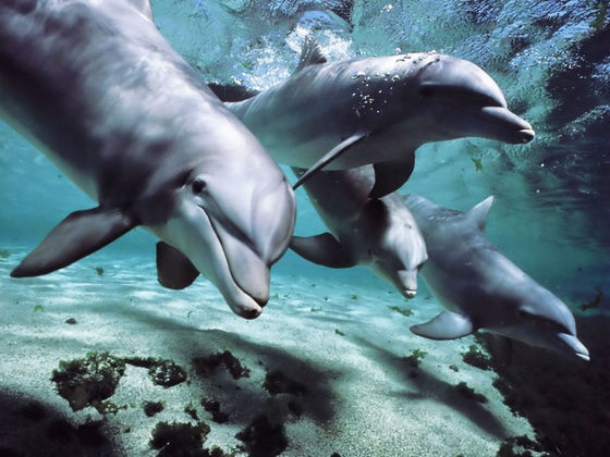 Which Ocean Animal Are You?