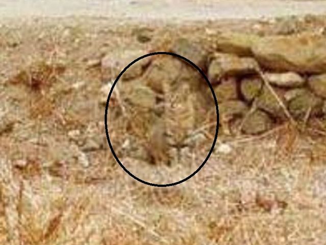 Resultado de imagen para juego de encontrar al gato