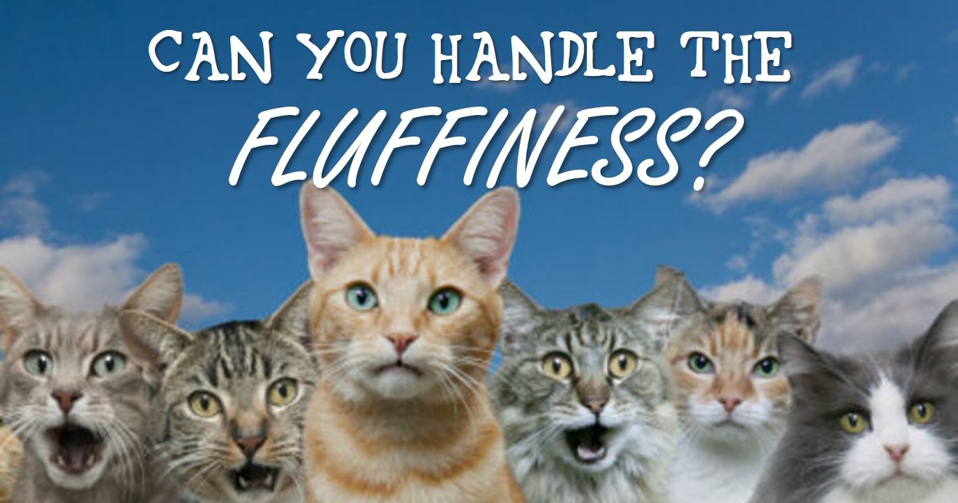 What Type Of Personality Do You Have Based On The Cats You Choose