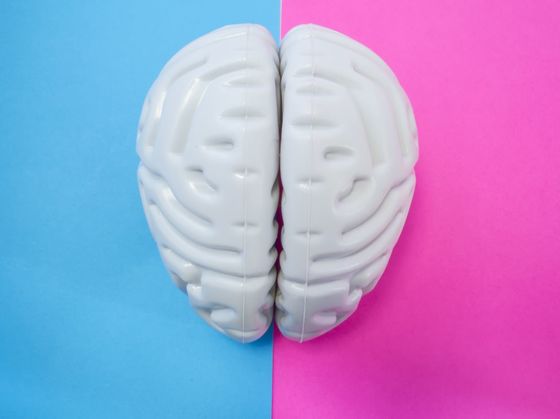 Is Your Brain More Female or Male?