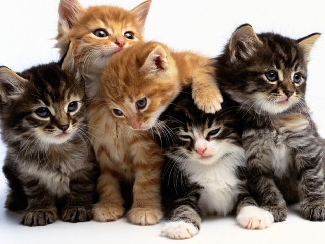 if u were an animal what would you be