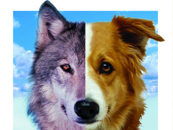Wolf or Dog?