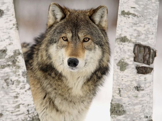 How Much Wolf Are You?