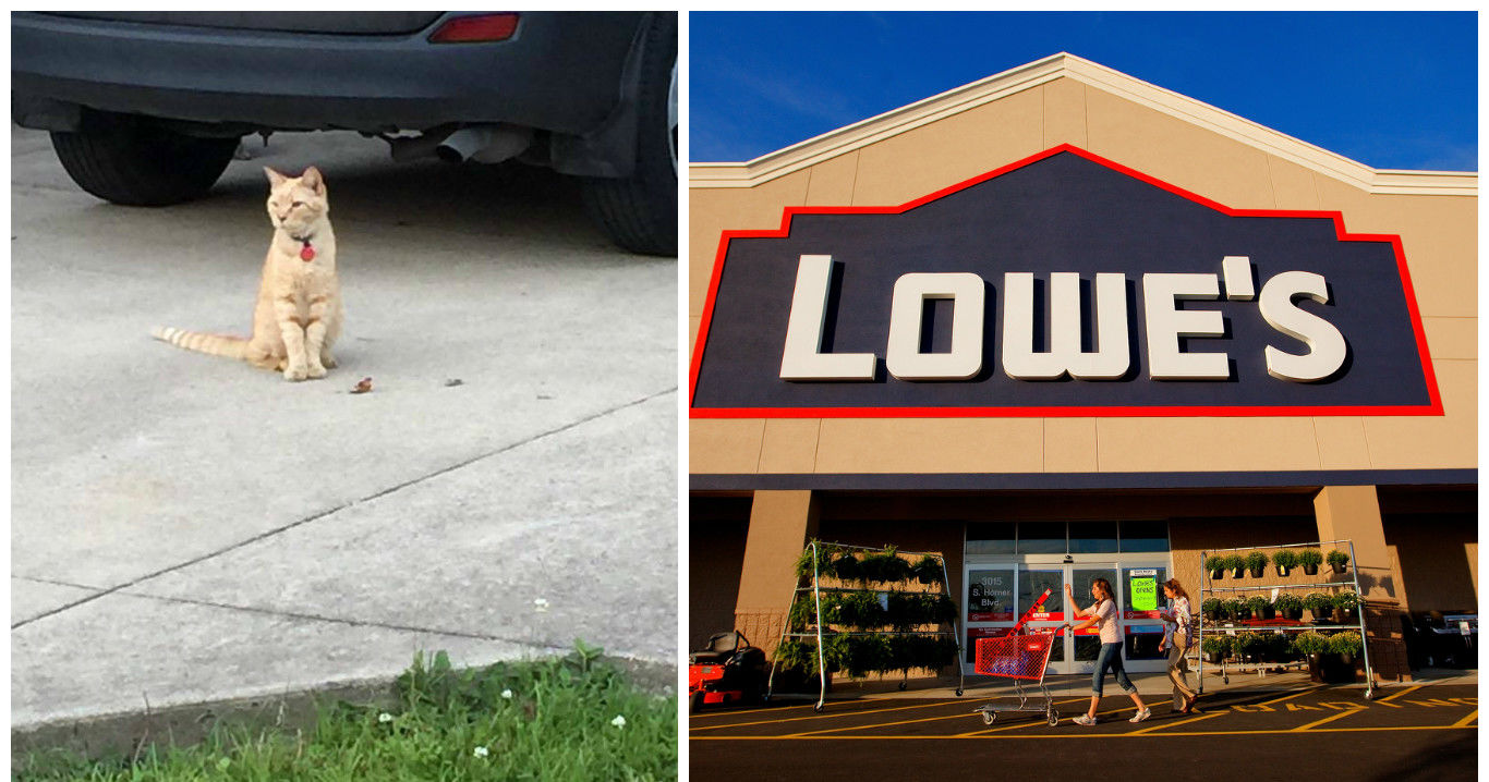 This Cat Who Works At Lowe's Is Employee Of The Month Forever Playbuzz