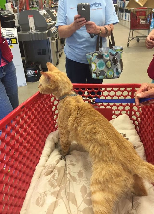This Cat Who Works At Lowe's Is Employee Of The Month Forever PlayBuzz