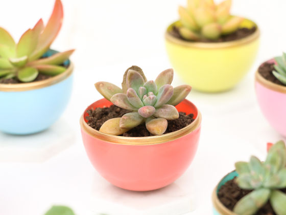 Pick Some Adorable Knickknacks To Discover The Perfect Whimsical Planter For Your Succulents!