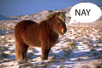 Image result for icelandic horse