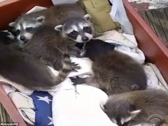 Raccoons Have Over Taken The USS Sequoia; The &quot;Floating White House&quot; Now Hosts A Whole New Type Of Animal