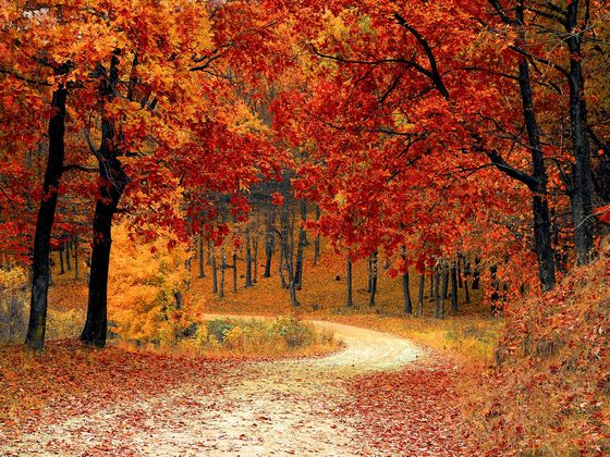 Quiz: Which Fall Activity Should You Do?