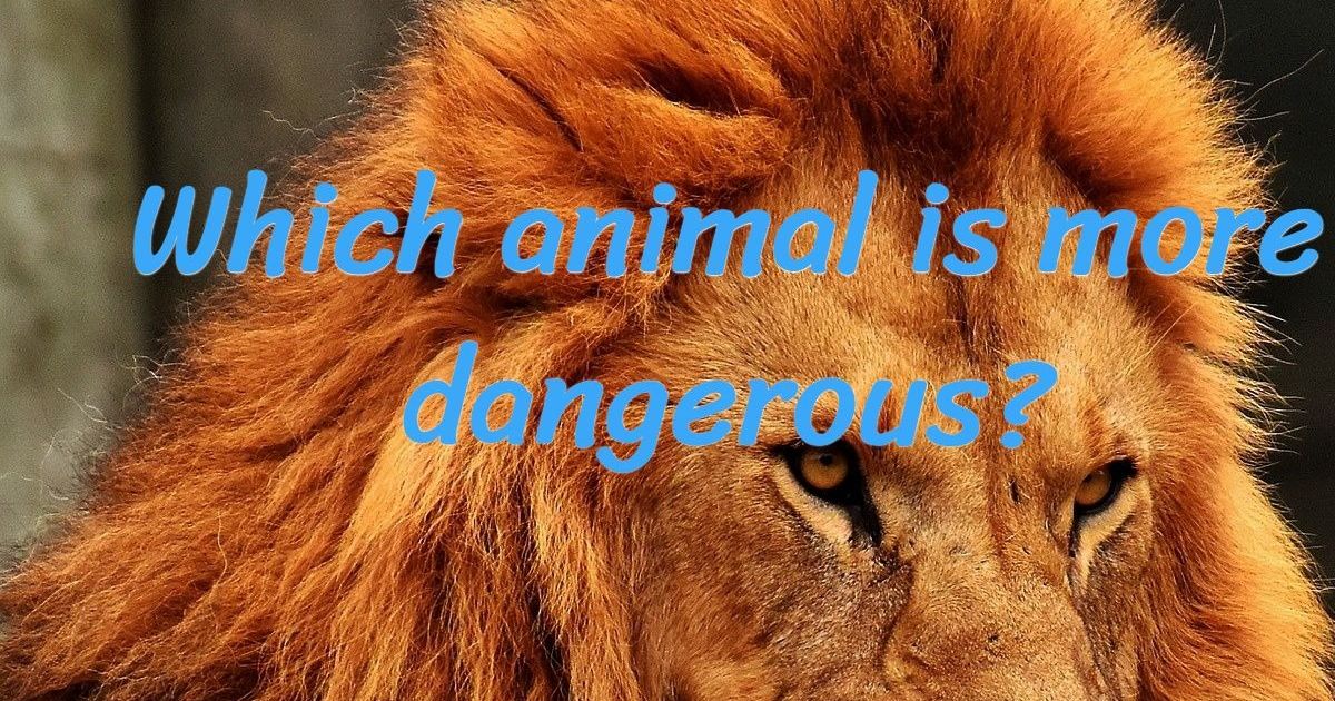 Are You An Animal Whiz And Can You Tell Us Which Animal Is More