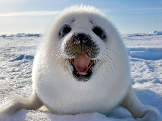 Proof That Seals Are Actually Ocean Puppies!