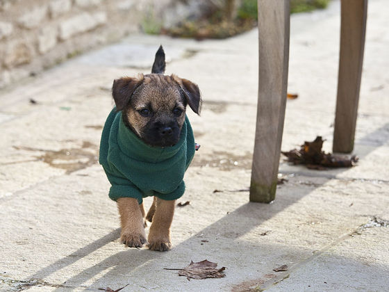 Which Baby Animal Are You When It's Finally The Weekend?