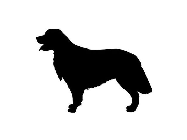 Playbuzz What Dog Breed Playbuzz What Dog Breed