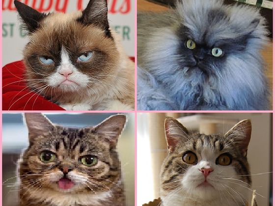 Which Internet Cat Sensation Are You?
