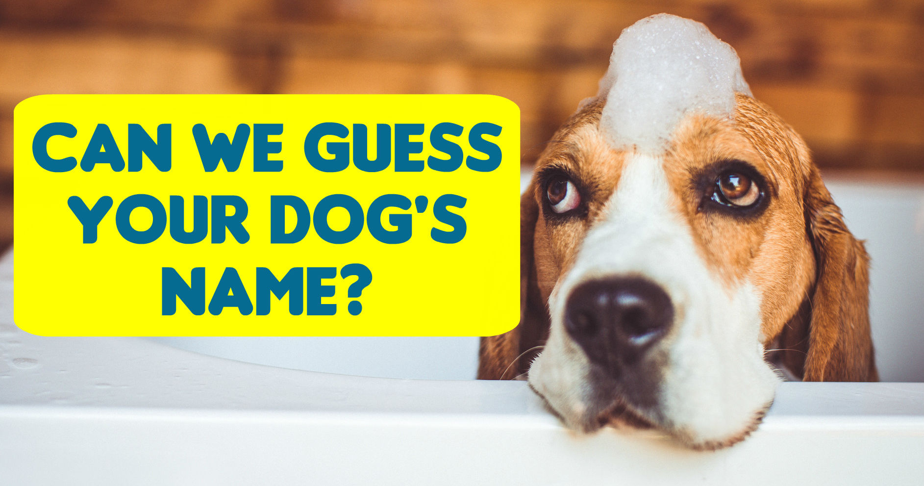 Can We Guess Your Dog's Name In 12 Questions? Playbuzz