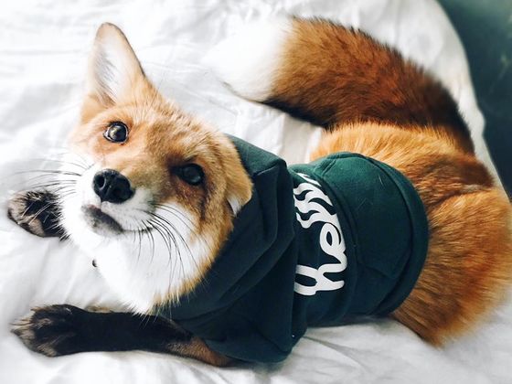 Pick Your Favorite Photos Of Woodland Creatures, And We'll Guess Which One Is Your Dream Pet!