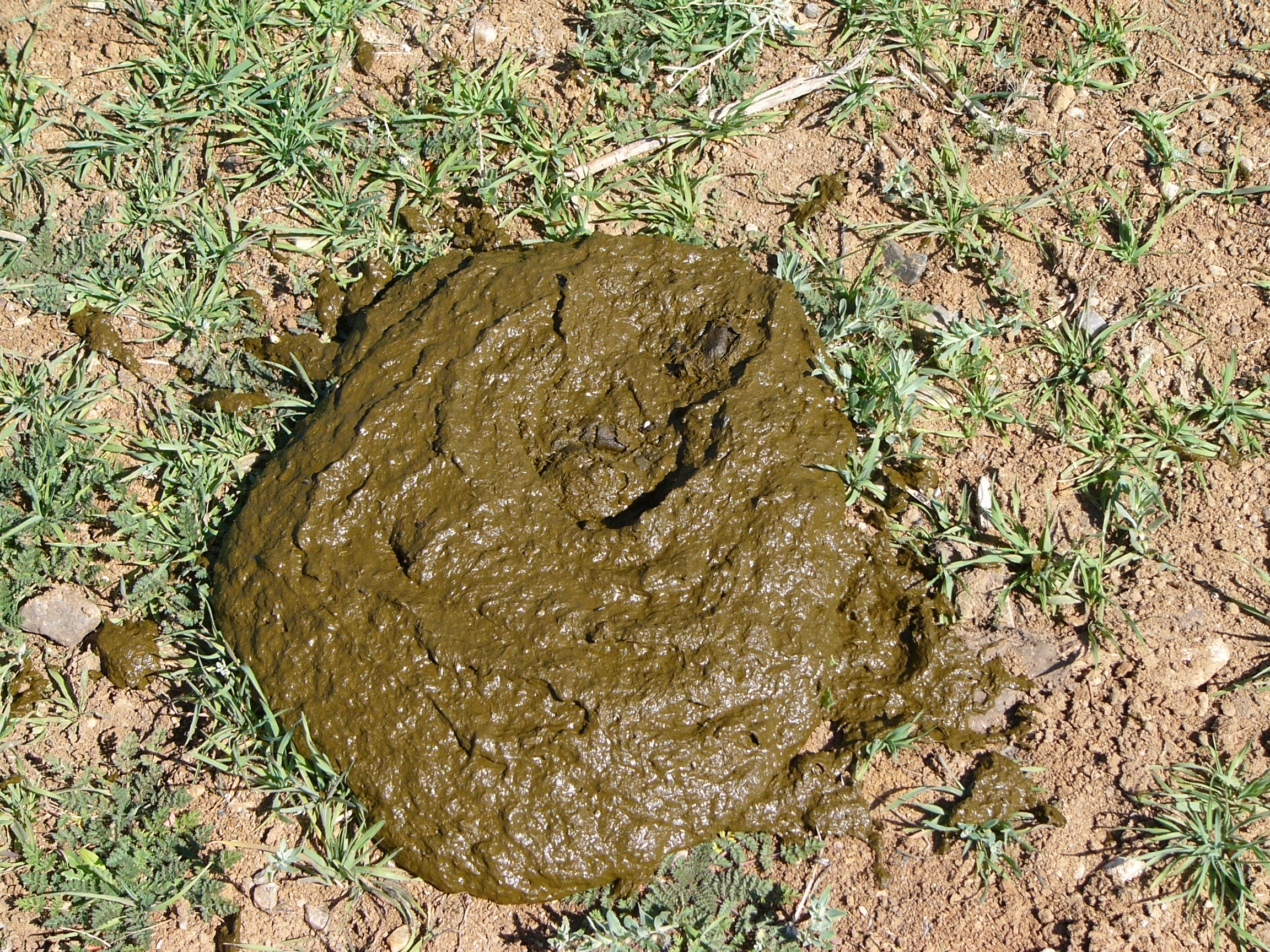 cow poo Anonymously send a package of poop to your friends or enemies the ultimate gag gift sweet revenge at its finest. cow poo Anonymously send a package of poop to your friends or enemies the ultimate gag gift sweet revenge at its finest.