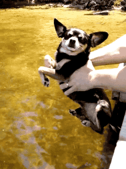 pomeranian air swimming 13 air swimming dogs will make your day pomeranian air swimming 13 air swimming dogs will make your day
