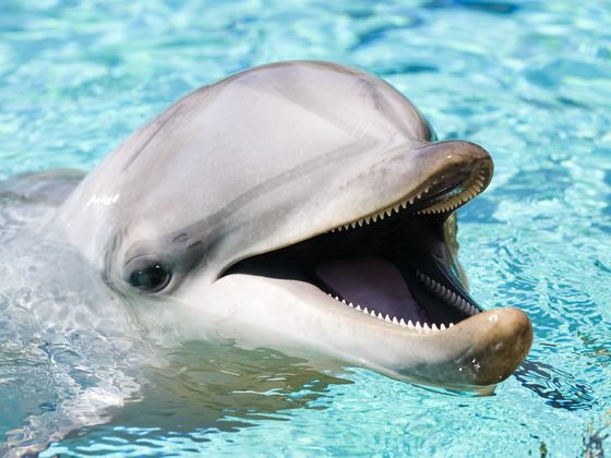 What Species Of Dolphin Are You?