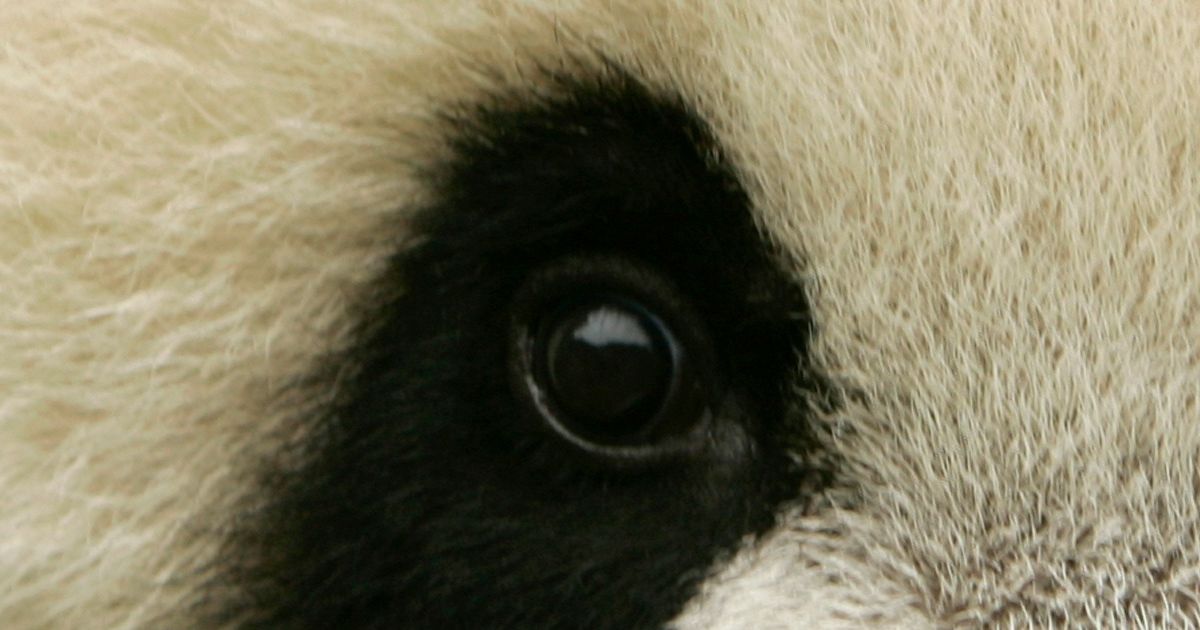 Are You A Giant Panda Trivia Master Playbuzz