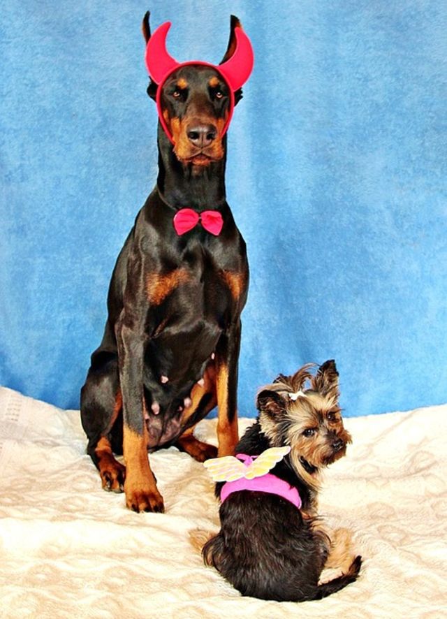 What should your dog be for Halloween? Playbuzz